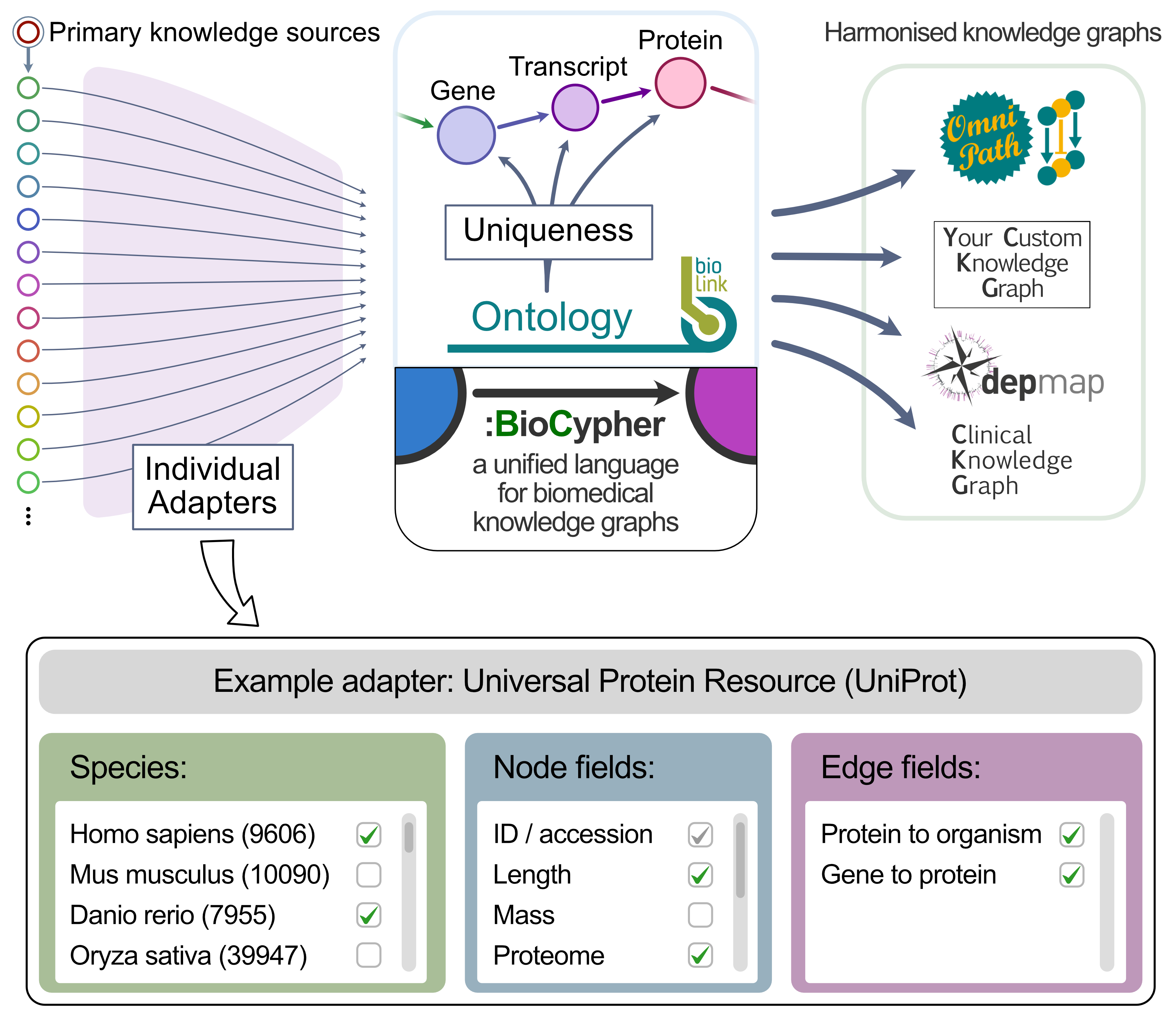 Figure 2: Modularity of knowledge input. Individual primary source adapters can be used to build secondary knowledge curations such as OmniPath (compare to Figure 1A). This shifts maintenance towards the primary source and thus reduces maintenance effort: instead of maintaining each primary resource at the integrated KG level, only one reusable adapter for each resource is necessary. The primary adapters provide an additional level of flexibility to the user by providing accessible insight into the contents of each primary resource, which can be extensive. For instance, in the adapter for the UniProt knowledge base, the user can select their favourite species, fields of protein information such as the length or mass of the protein, and relationships to import, such as the host organism or the coding gene of each protein.